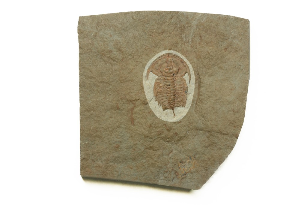 Eofallotaspis sp.