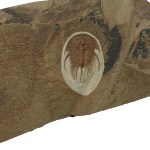 Olenellus fowleri