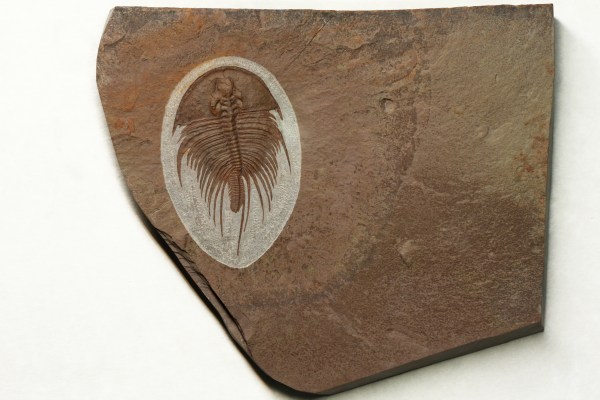 Olenellus fowleri