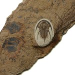 Albertella microps