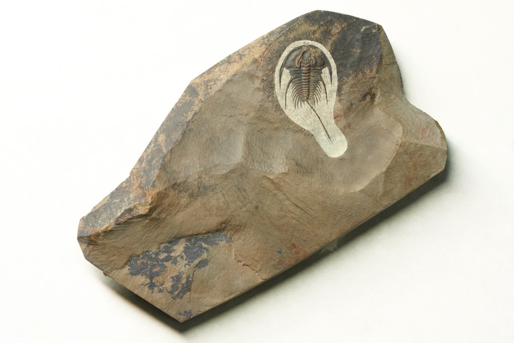 Olenellus gilberti