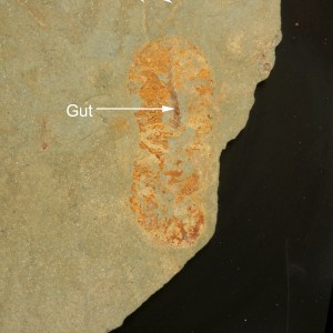 Misszhouia sp. Arthropod - Lower Cambrian Nevada