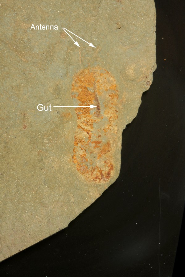Misszhouia sp. Arthropod - Lower Cambrian Nevada