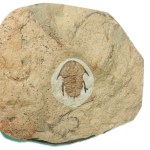 Paranephrolenellus klondikensis