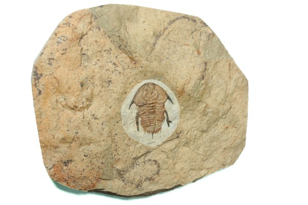 Paranephrolenellus klondikensis