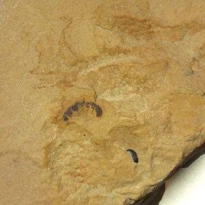 Stanleycaris sp. OUT OF STOCK