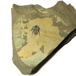 Nephrolenellus geniculatus