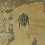 Nephrolenellus geniculatus