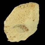 Anomalocaris cf. saron