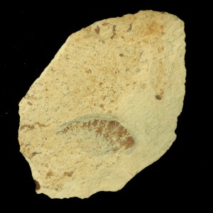 Anomalocaris cf. saron