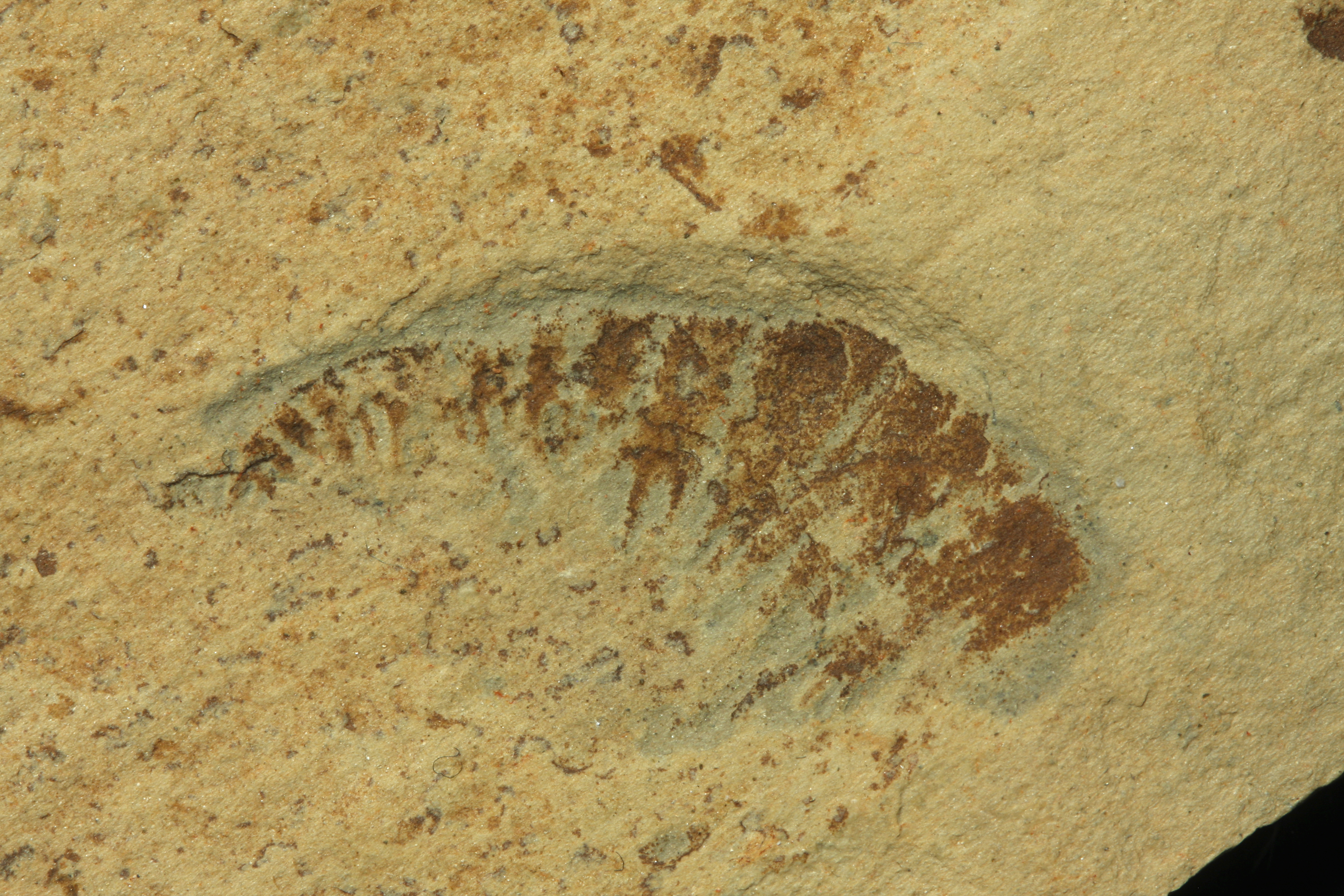 Anomalocaris cf. saron