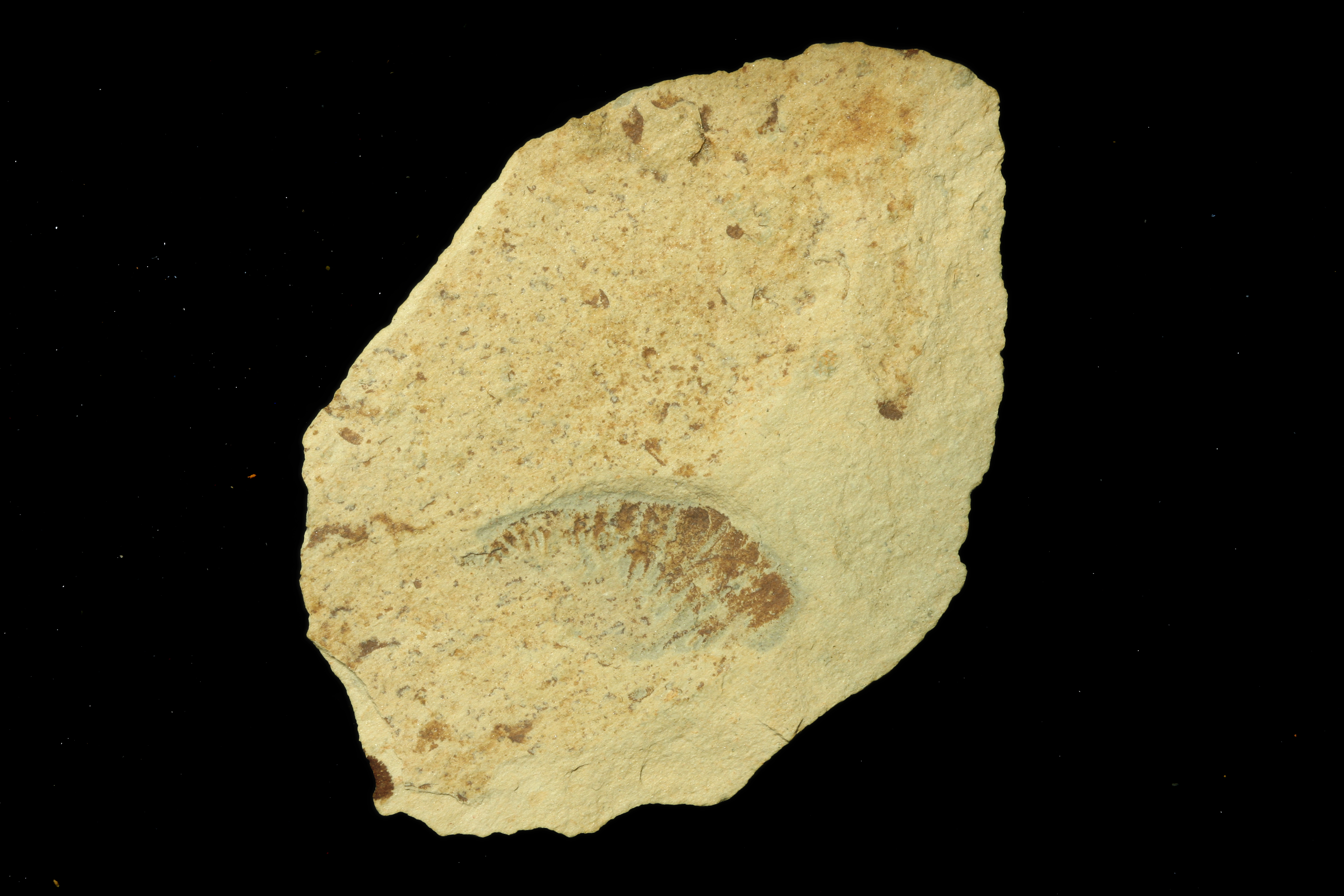 Anomalocaris cf. saron