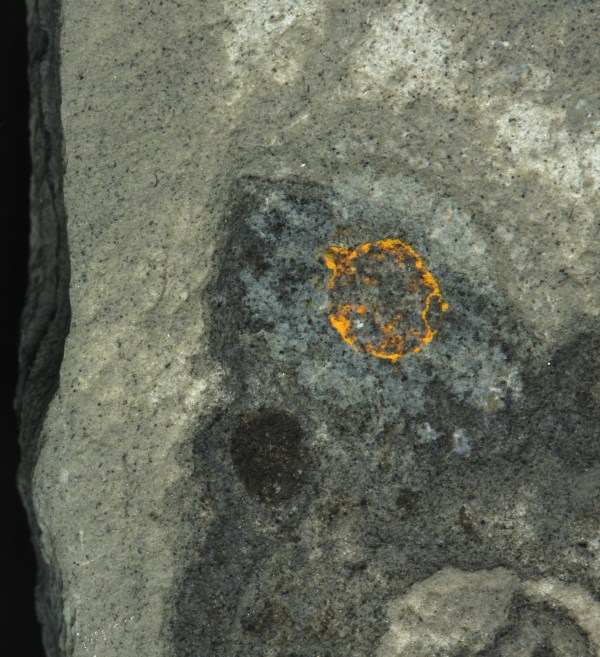 Rare Juvenile Comb Jelly