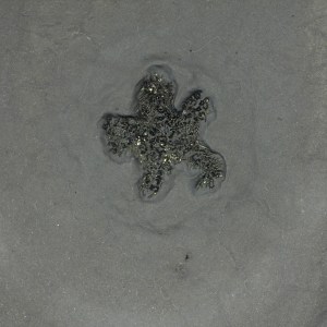Ophiuroid sp. (Brittle Star) OUT OF STOCK