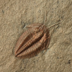 Eokochaspis piochensis with Antennae & Legs