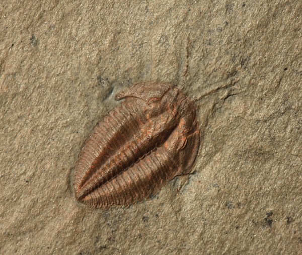 Eokochaspis piochensis with Antennae & Legs