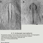 Archaeaspis macropleuron