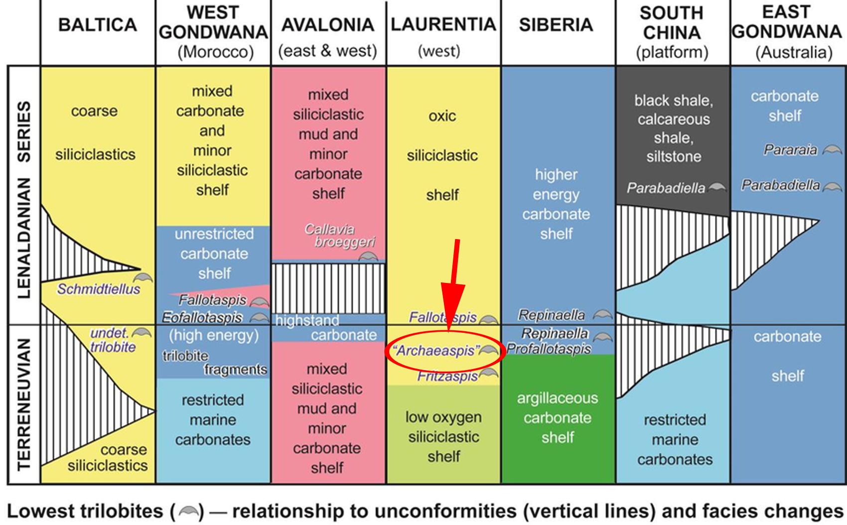 Archaeaspis macropleuron