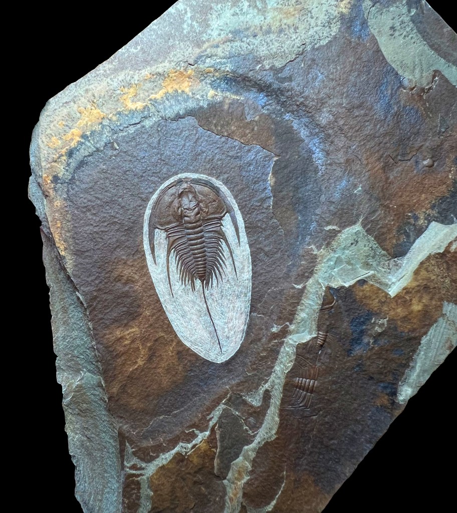 Trilobite Fossils for Sale