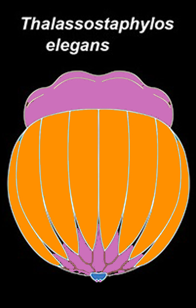 Rare Juvenile Comb Jelly
