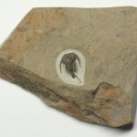 Zacanthoides typicalis