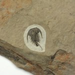 Zacanthoides typicalis