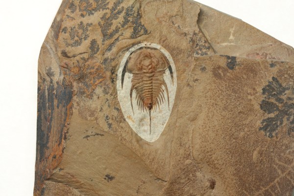 Olenellus gilberti