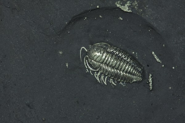 Triarthrus w/ legs, antennae & egg  OUT OF STOCK