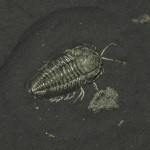 Triarthrus Trilobite Legs & Antennae