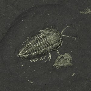 Triarthrus Trilobite Legs & Antennae