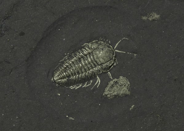 Triarthrus Trilobite Legs & Antennae