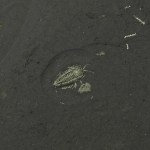 Triarthrus Trilobite Legs & Antennae