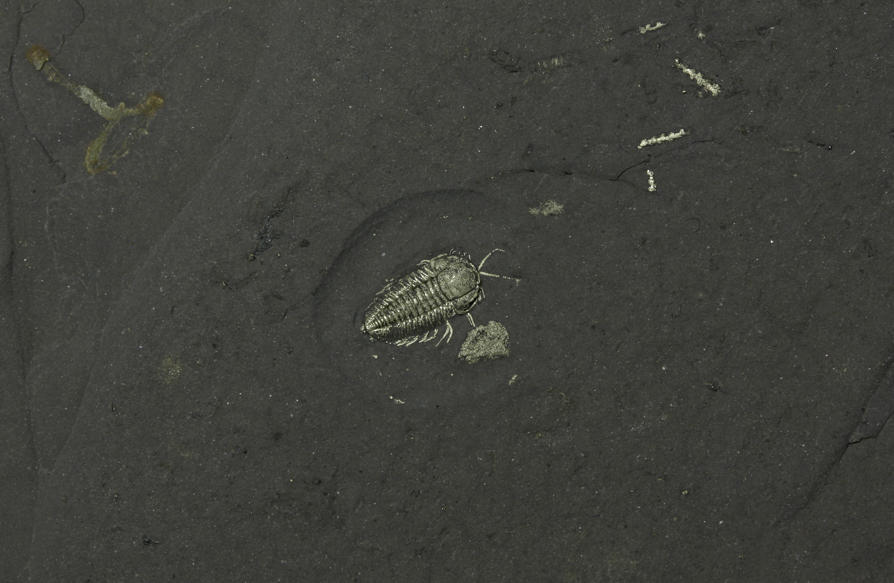 Triarthrus Trilobite Legs & Antennae