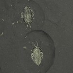 Triarthrus Trilobite Double-Legs & Antennae