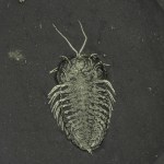 Triarthrus Trilobite Double-Legs & Antennae