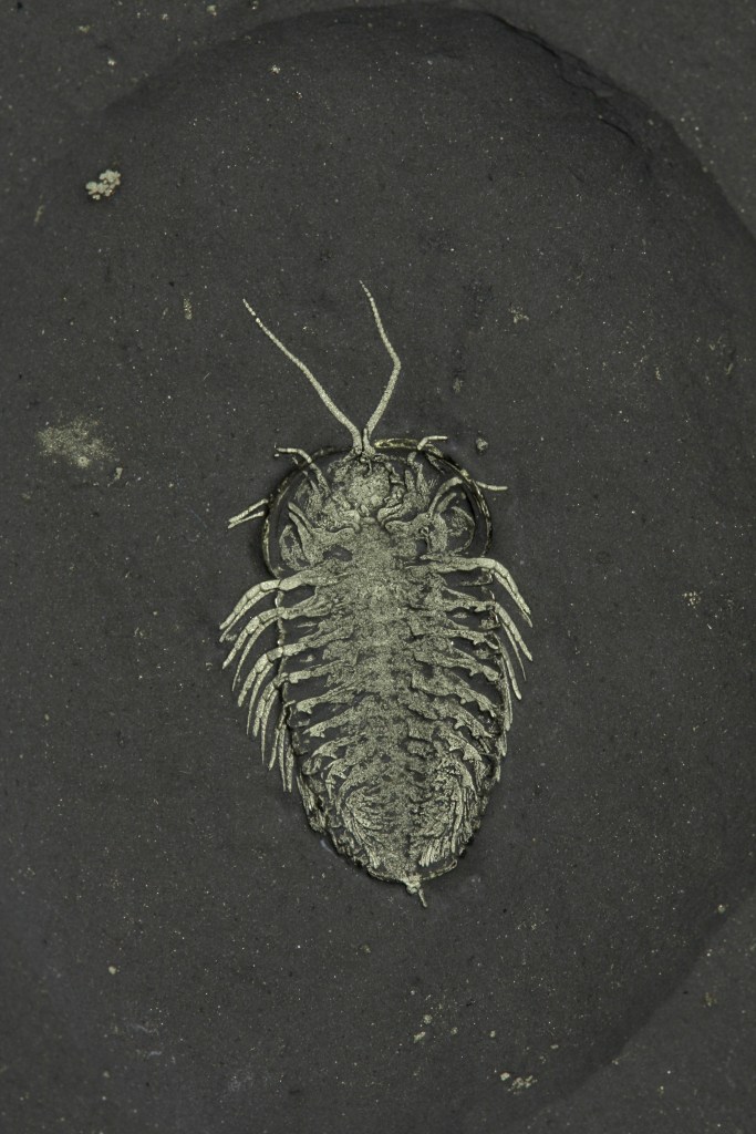 Triarthrus Trilobite Double-Legs & Antennae