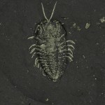 Triarthrus Trilobite Double-Legs & Antennae
