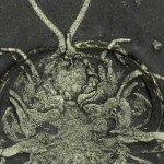 Triarthrus Trilobite Double-Legs & Antennae