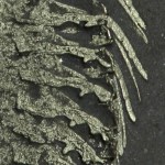 Triarthrus Trilobite Double-Legs & Antennae