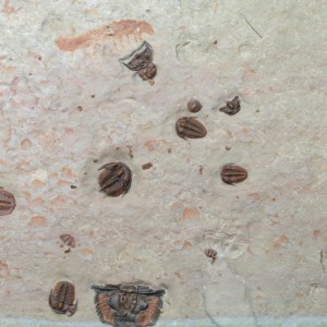 Extremely rare Aysheaia sp. Lobopod with Bolaspidella trilobite cluster OUT OF STOCK