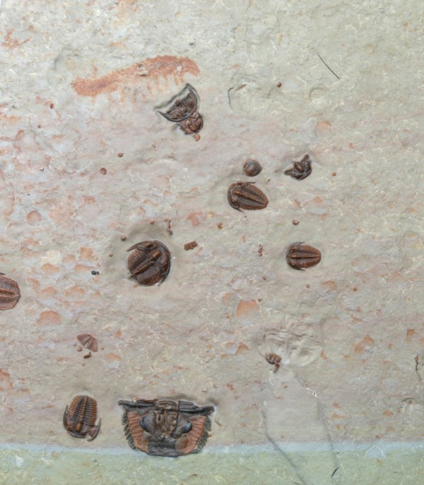 Extremely rare Aysheaia sp. Lobopod with Bolaspidella trilobite cluster OUT OF STOCK