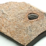 Menomonia semele-Weeks Formation, Utah