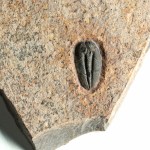 Menomonia semele-Weeks Formation, Utah