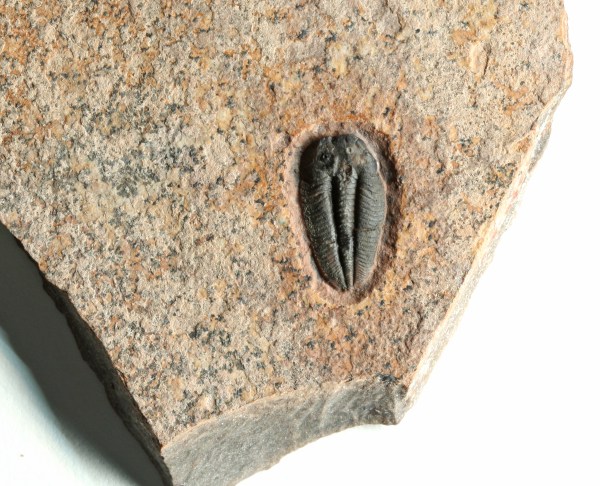 Menomonia semele-Weeks Formation, Utah