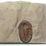 Vivid Red Asaphiscus wheeleri Trilobite-Rare Ventral