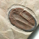 Vivid Red Asaphiscus wheeleri Trilobite-Rare Ventral