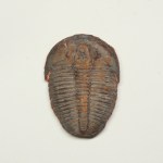 Large, red Elrathia with antennae evidence