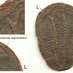 Large, red Elrathia with antennae evidence
