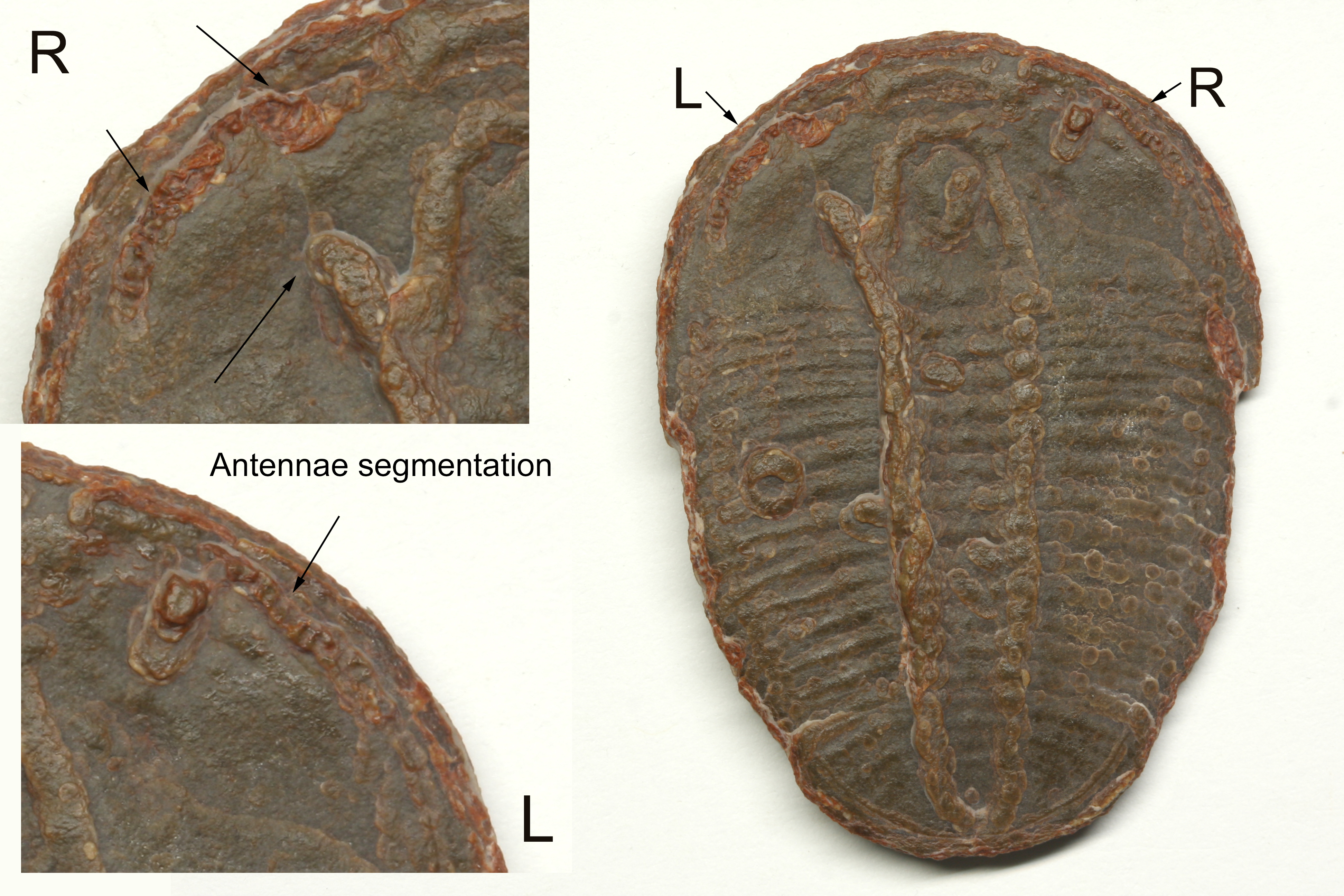 Large, red Elrathia with antennae evidence