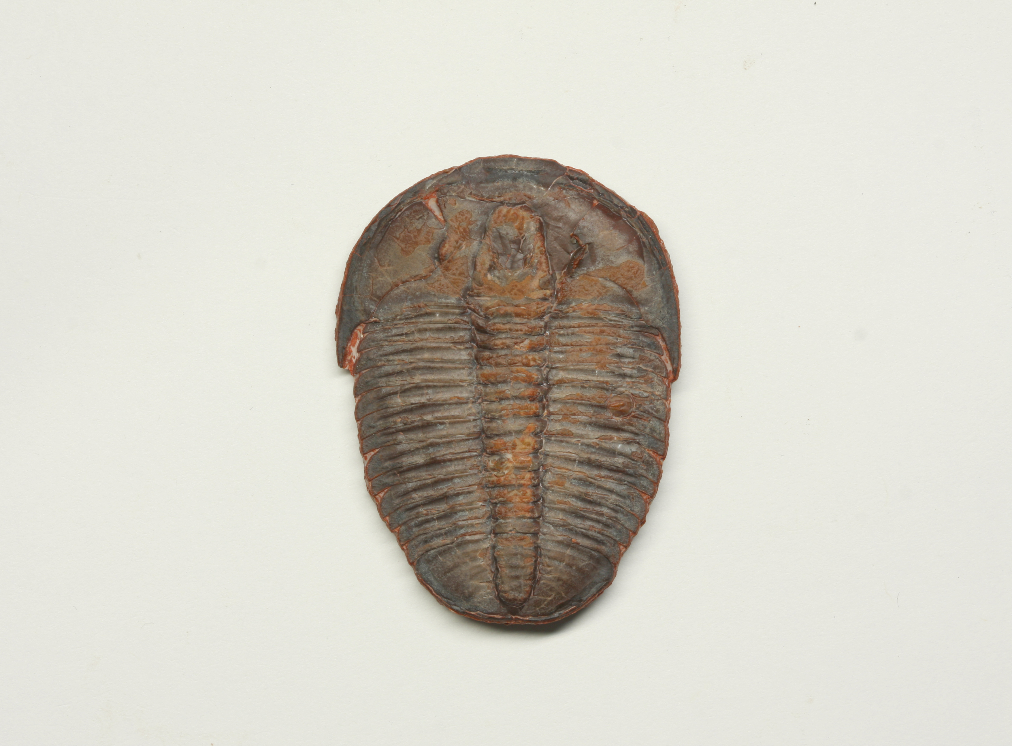 Large, red Elrathia with antennae evidence